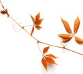 Dry bough with red leaves.