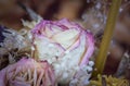 Dry bouquet of pink roses Royalty Free Stock Photo