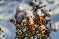 A dry bouquet of red roses and red and green buds with white snow is on a blurred blue sky background Royalty Free Stock Photo