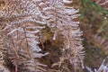 Dry bracken leaves covered by hoar frost ice crystals Royalty Free Stock Photo