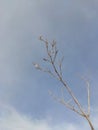 Dry branch and blue sky nature background