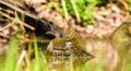 A dry branch covered with moss sticks out of the water, a resting place for flying birds