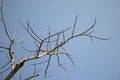 Dry branch dead tree Royalty Free Stock Photo
