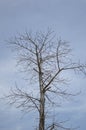 Dry branch dead tree Royalty Free Stock Photo