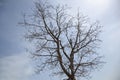 Dry branch dead tree Royalty Free Stock Photo