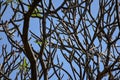 Dry branch dead tree Royalty Free Stock Photo