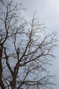 Dry branch dead tree Royalty Free Stock Photo