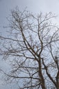 Dry branch dead tree Royalty Free Stock Photo