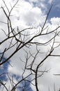 Dry branch dead tree Royalty Free Stock Photo