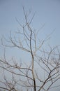 Dry branch dead tree Royalty Free Stock Photo