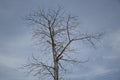 Dry branch dead tree Royalty Free Stock Photo