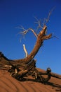 Dry branch in desert