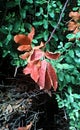 Fall flora