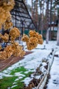 Dry branch hydrangea on a bush in the garden in winter Royalty Free Stock Photo