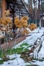 Dry branch hydrangea on a bush in the garden in winter Royalty Free Stock Photo