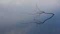 Dry branch in the lake. Minimalism