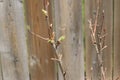 Dry branch with leaf buds Royalty Free Stock Photo