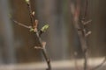 Dry branch with leaf buds Royalty Free Stock Photo