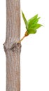 Dry branch with leaf buds Royalty Free Stock Photo