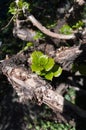 Dry branch with leaf buds in the spring Royalty Free Stock Photo