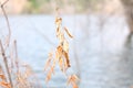 Dry branch with leaves