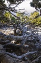 dry branch of Lebanese cedar on the slope of the hill