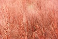 dry branch of red bark tree in the natural forest Royalty Free Stock Photo