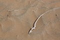 Dry branch on the sandy ground in Taklamakan Desert, China