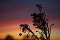 A dry branch silouete with colored sunset sky in background Royalty Free Stock Photo