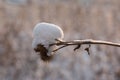 Dry branch thistles in the snow