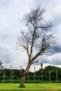 Dry branch tree with dark clound