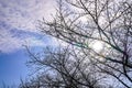 Dry branch of tree in summer at Japan with sky background