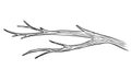 Dry Branch of a tree. Vector illustration of leafless Bough. Hand drawn old bare twig on isolated background painted by Royalty Free Stock Photo