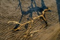 dry branch of a tree washed by the tide on the shore of the beach at sundown Royalty Free Stock Photo