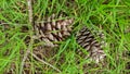 Dry branch with two pine cones fallen to the ground in the green grass of the meadow at the foot of the tree Royalty Free Stock Photo