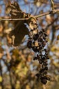 Dry branch with wrinkled grapes in a yellow garden.