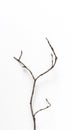 Dry branched pine branch on a white backdrop.