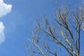 Dry branches against the sky background