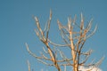 Dry branches of brown with bright blue.