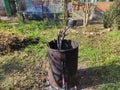 Dry branches are burning in a barrel. Autumn and spring cleaning Royalty Free Stock Photo