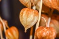 Dry branches chinese phyllis lantern orange background