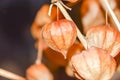 Dry branches chinese phyllis lantern orange background