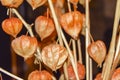 Dry branches chinese phyllis lantern orange background