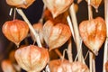 Dry branches chinese phyllis lantern orange background
