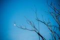 Dry branches in clear sky background Royalty Free Stock Photo