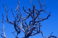 DRY BRANCHES OF DEAD TREE STARKLY CONTRASTED AGAINST BLUE SKY