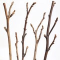 Dry branches in diagonal arrangement on alpha layer. Six bare branches with unique shape, size. Varying length, width create Royalty Free Stock Photo