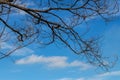 Dry branches die with sky clouds. Royalty Free Stock Photo