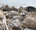 dry branches dragged by the river towards the sea and smoothed b