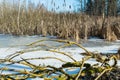 Dry branches with green moss. Last spring ice. Landscape with melting ice and reeds at shore in erly spring or late winter. Royalty Free Stock Photo